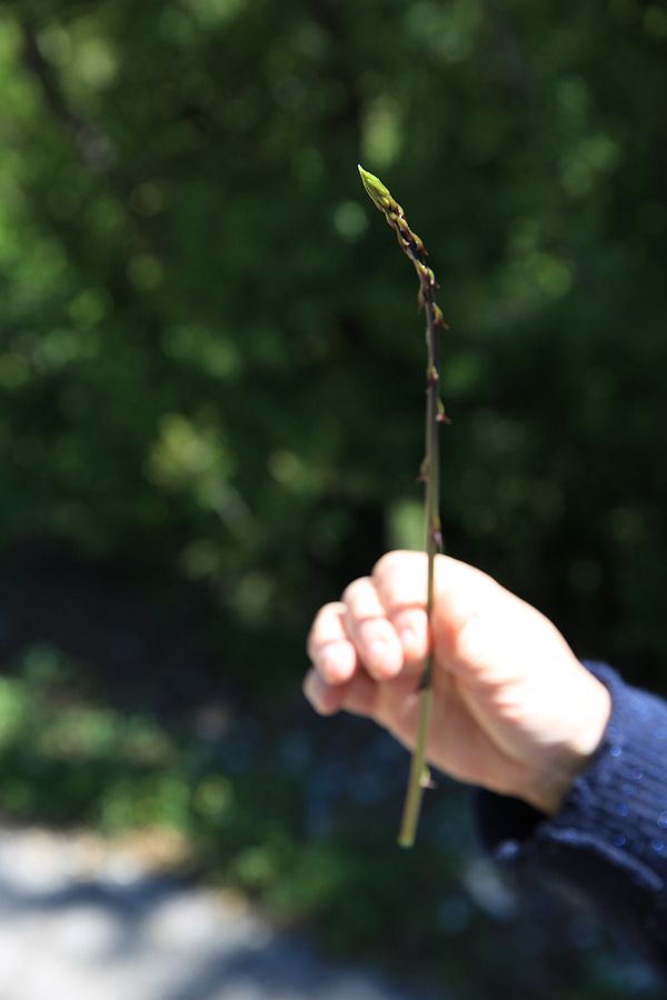 Découverte de la nature et des plantes sauvages au Chouf thumbnail