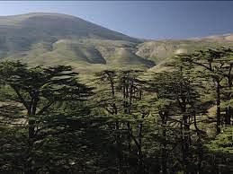 Beirut Art Film Festival : La Bataille du cèdre thumbnail