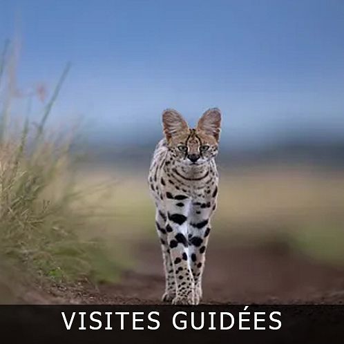 GUIDED TOUR #132: 'OTHER NATIONS : A JOURNEY THROUGH THREATENED KINGDOMS' BY MICHEL ZOGHZOGHI thumbnail